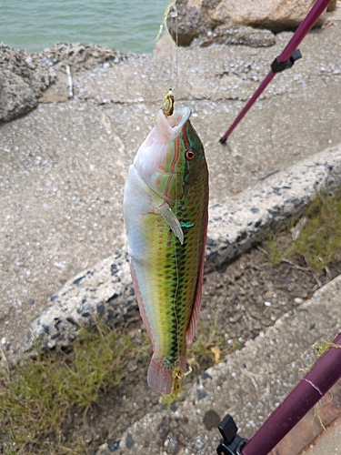 キュウセンの釣果