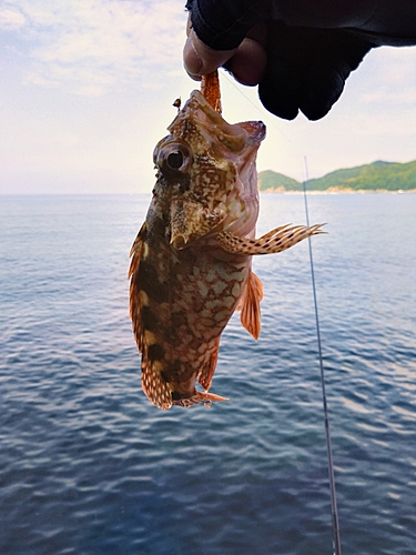 アラカブの釣果