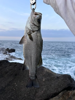 フッコ（ヒラスズキ）の釣果