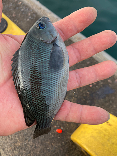 メジナの釣果