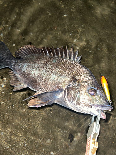 チヌの釣果