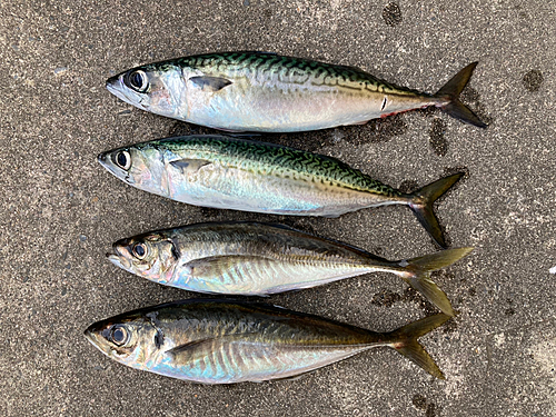 サバの釣果