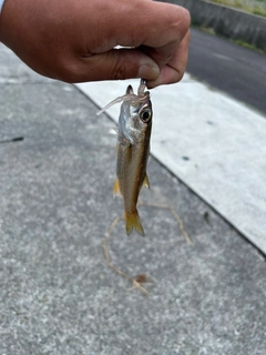 ムツの釣果