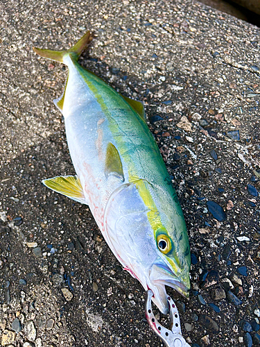 イナダの釣果