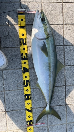 ブリの釣果