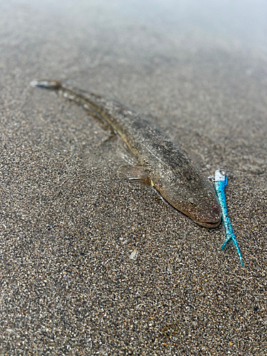 マゴチの釣果