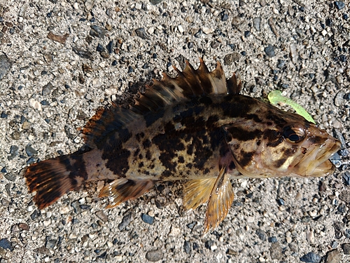 タケノコメバルの釣果