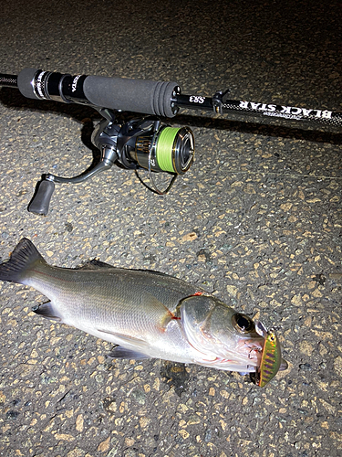 セイゴ（マルスズキ）の釣果