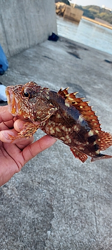 カサゴの釣果