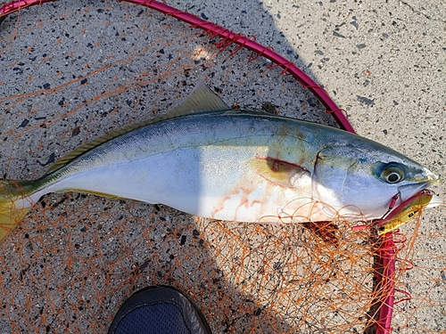 ハマチの釣果