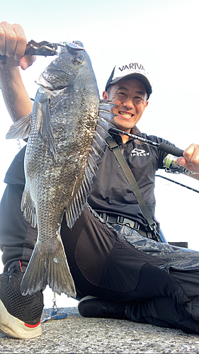 チヌの釣果