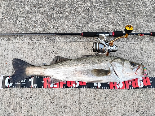 スズキの釣果