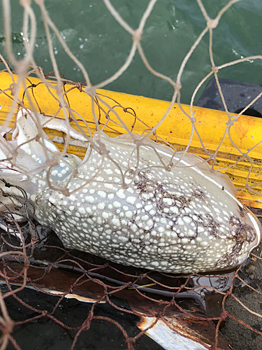 コウイカの釣果