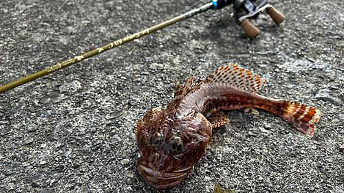 カジカの釣果