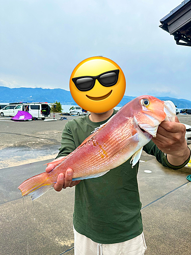 アマダイの釣果