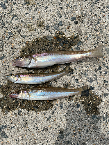 キスの釣果