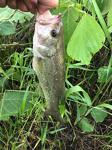 ラージマウスバスの釣果