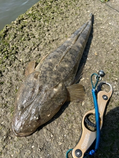 マゴチの釣果