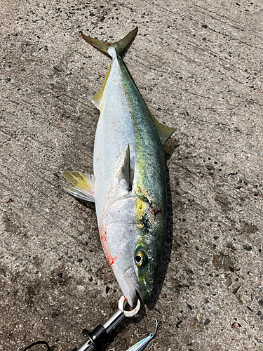 ヤズの釣果