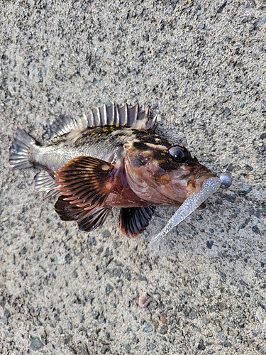 オウゴンムラソイの釣果