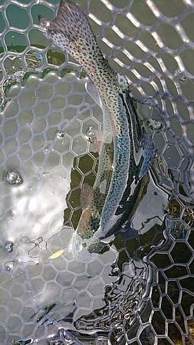 ニジマスの釣果