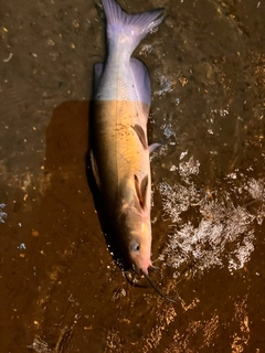 アメリカナマズの釣果