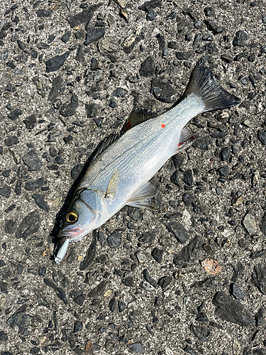 セイゴ（マルスズキ）の釣果