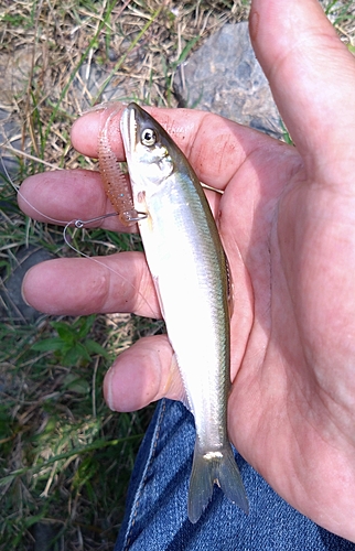 アユの釣果