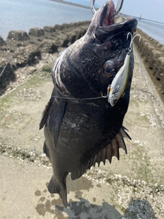 チヌの釣果