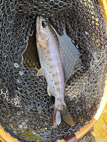 アマゴの釣果