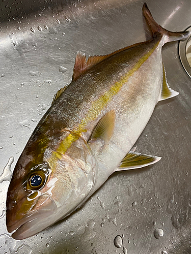 ショゴの釣果