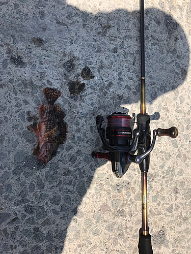 アラカブの釣果