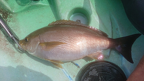 イサキの釣果