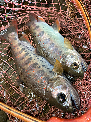 アマゴの釣果