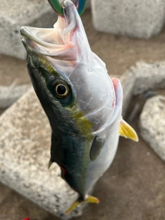 イナダの釣果