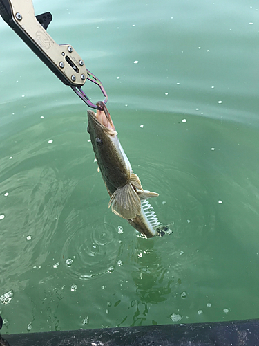 マゴチの釣果