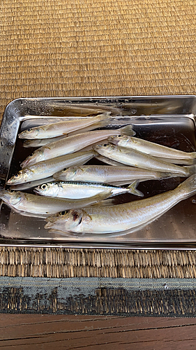 キスの釣果