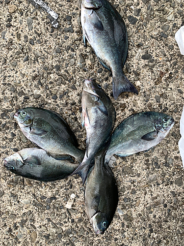 オナガグレの釣果