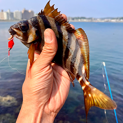 タカノハダイの釣果