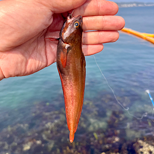 ドンコの釣果