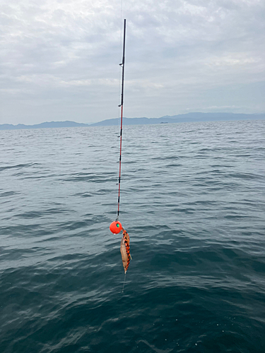 マダイの釣果