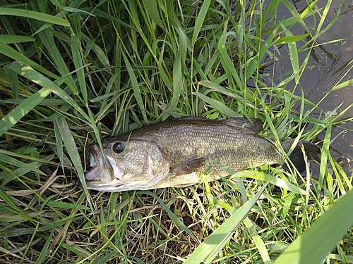 ラージマウスバスの釣果