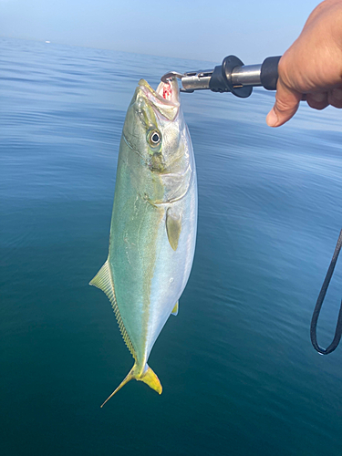 イナダの釣果