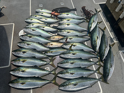 ワラサの釣果