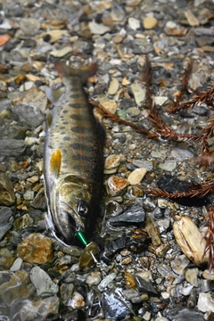 アマゴの釣果