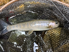 イワナの釣果