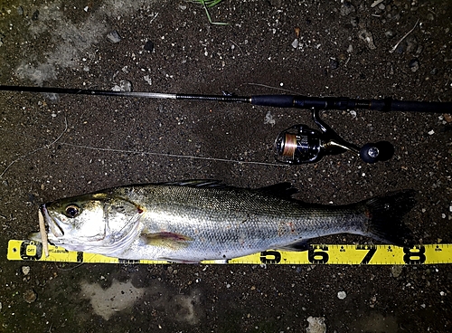 シーバスの釣果