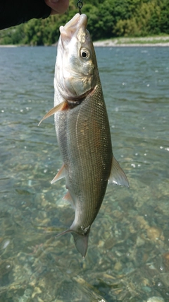 ウグイの釣果