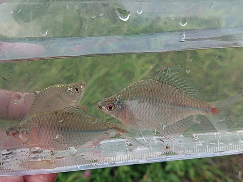 タナゴの釣果