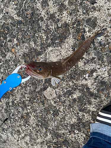 エソの釣果